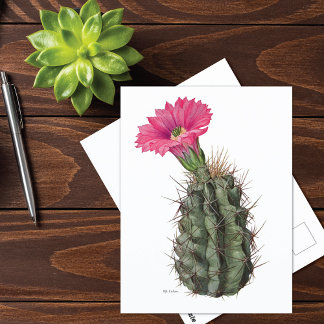 Carte Postale Echinocereus Cactus Mary Emily Eaton