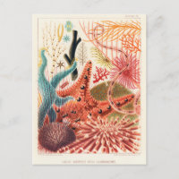 Echinodermes australiens de la Grande Barrière de
