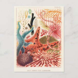 Carte Postale Echinodermes australiens de la Grande Barrière de