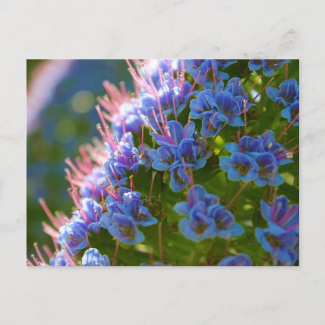 Carte Postale Echium Candicans (Devant)