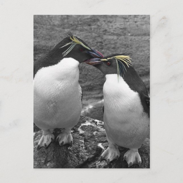 Carte Postale Éclaboussure de couleur de pingouin (Devant)