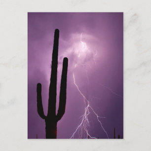 Carte Postale Éclair violet et cactus, AZ