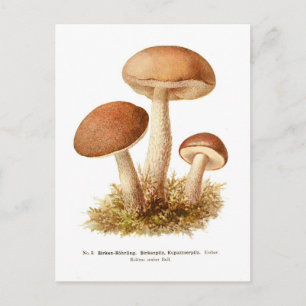Carte Postale Éclairage de Boletus