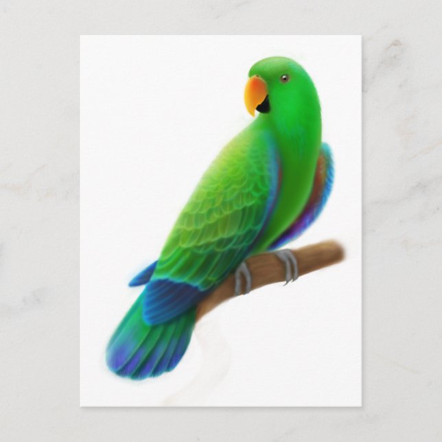 Carte postale Eclectus Homme (Devant)