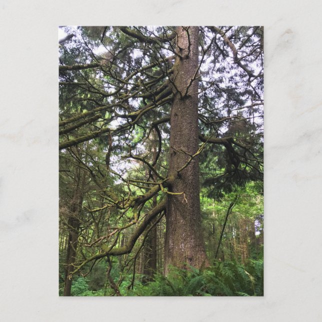 Carte Postale Ecola State Park, Cannon Beach, Oregon (Devant)
