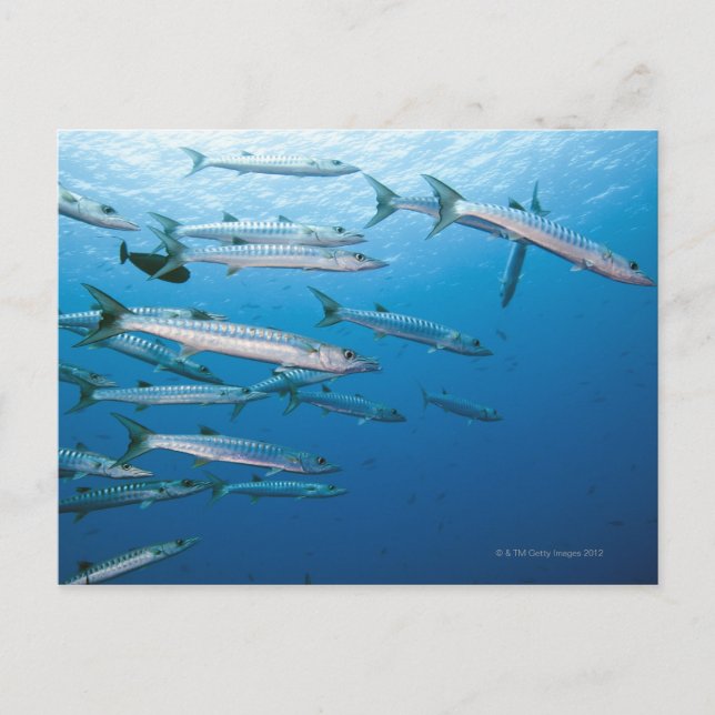 Carte Postale École de barracuda (Sphyraena qenie) (Devant)