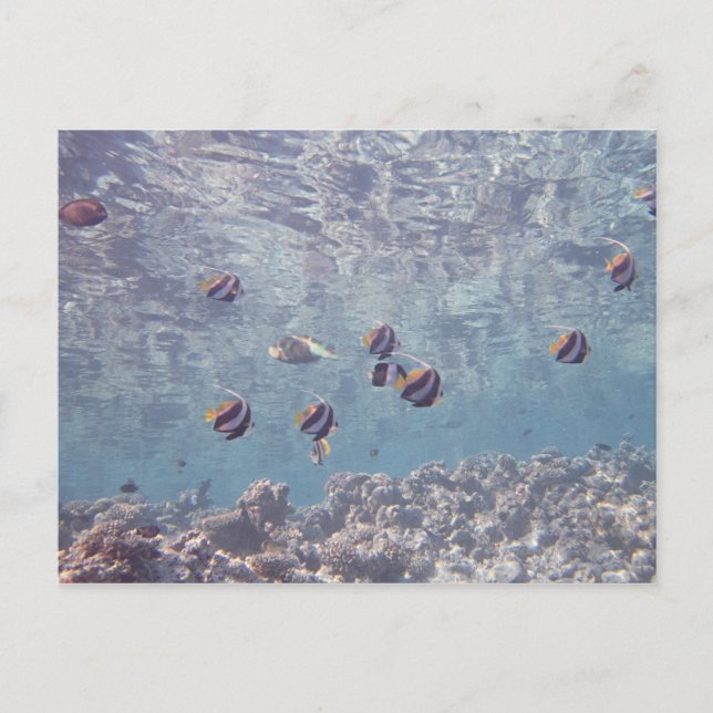 Carte Postale École de poisson 3 (Devant)