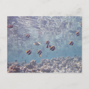 Carte Postale École de poisson 3