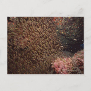 Carte Postale École de poissons 2
