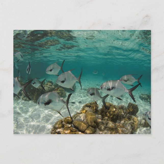 Carte Postale École de poissons permis (Devant)