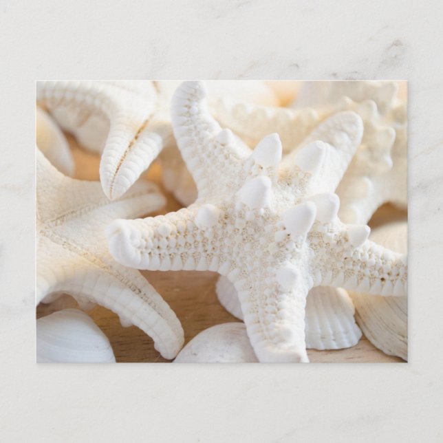 Carte Postale Écorce blanche (Devant)