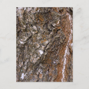 Carte Postale Écorce d'arbre