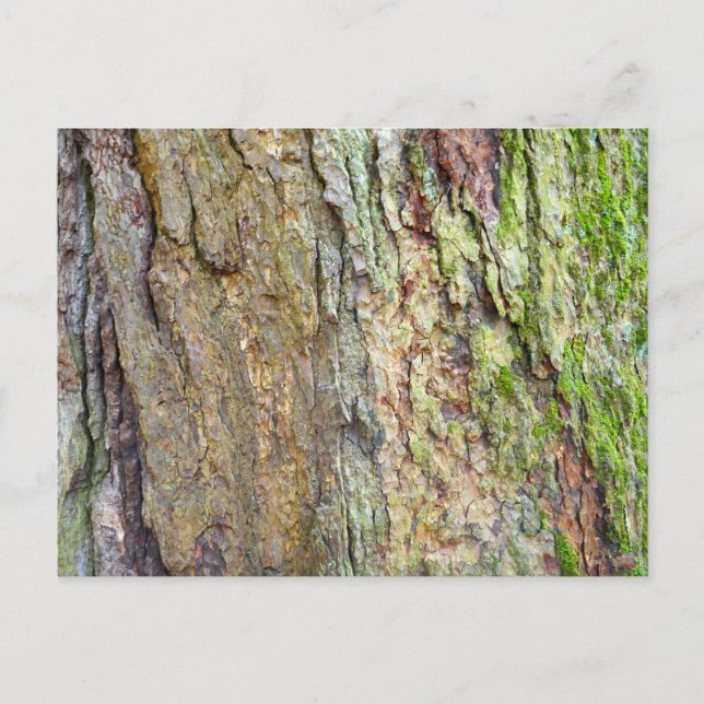 Carte Postale Écorce d'arbre couverte de mousse (Devant)