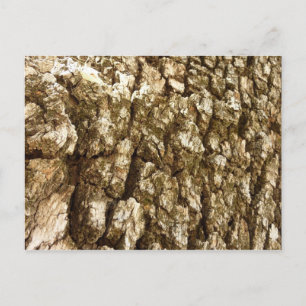 Carte Postale Écorce d'arbre II motif texturé naturel