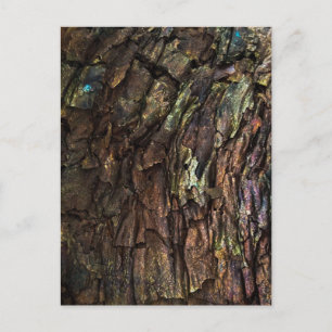 Carte Postale Écorce d'arbre profondément fissurée avec des refl