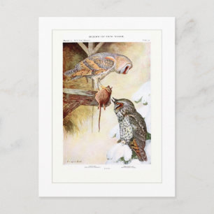 Carte Postale Écorce et Chouette à oreilles longues