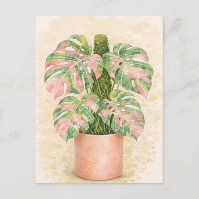 Carte Postale écossais tartan rose feuille de monstera d'Écosse  (Devant)