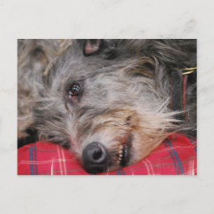 Carte postale écossaise Deerhound