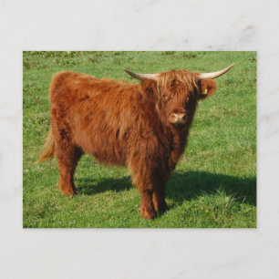 Carte postale écossaise Highland Cattle