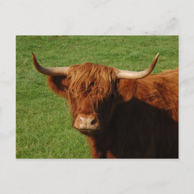 Carte postale écossaise Highland Cattle (Devant)