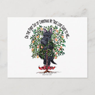 Carte Postale Ecosse dans un arbre à poires