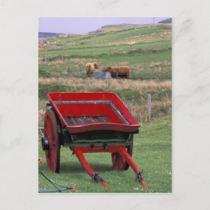 Carte Postale Écosse, île de Skye, Kilmuir. Animaux de ferme