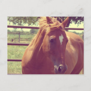 Carte Postale Ecosse Soft Focus