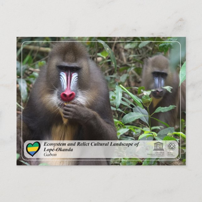 Carte Postale Écosystème et paysage culturel de Lopé-Okanda (Devant)