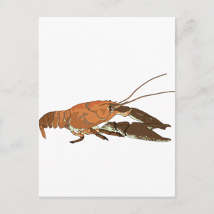 Carte Postale Écrepoisson réaliste/Crawdad