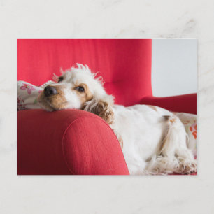 Carte Postale ecs orange et blanc en chill