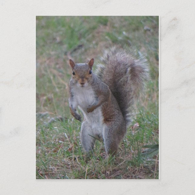 Carte Postale Écureuil (Devant)