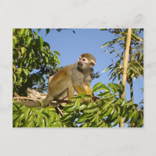 Carte Postale écureuil
