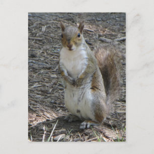 Carte Postale Écureuil