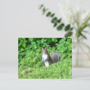 Carte Postale Écureuil