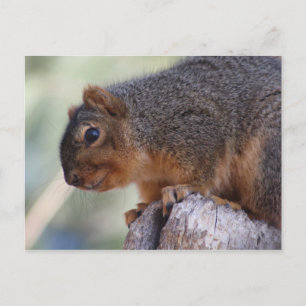 Carte postale écureuil