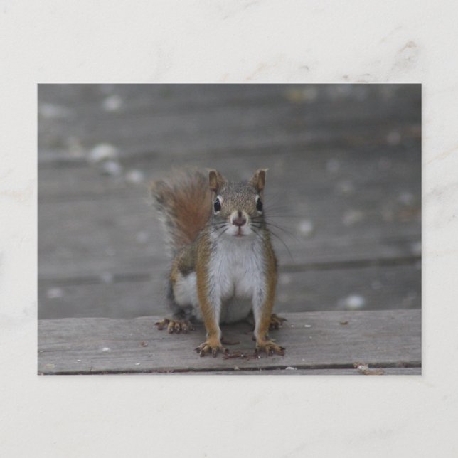 Carte postale écureuil (Devant)