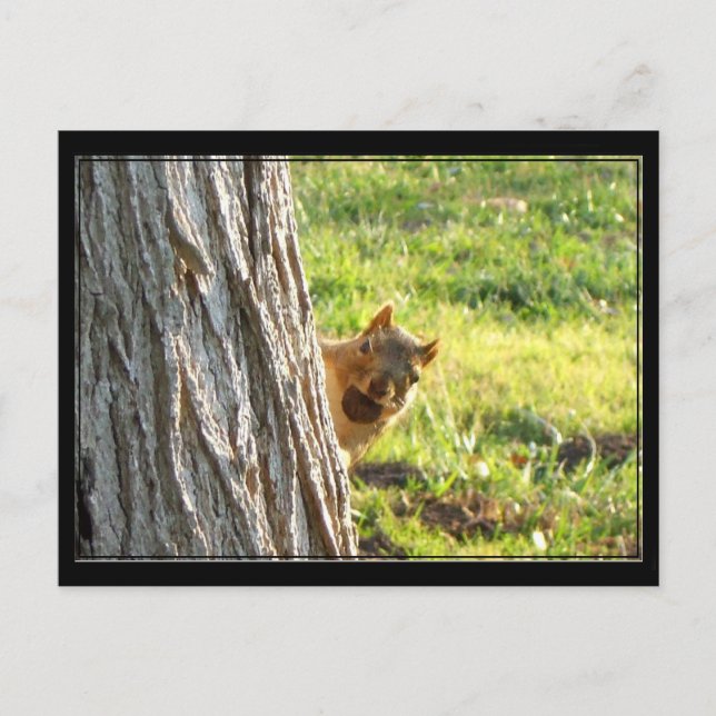 Carte postale écureuil (Devant)