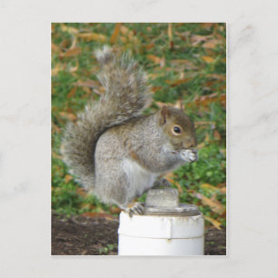 Carte Postale Écureuil