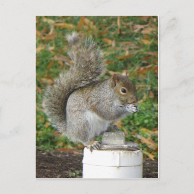 Carte Postale Écureuil (Devant)