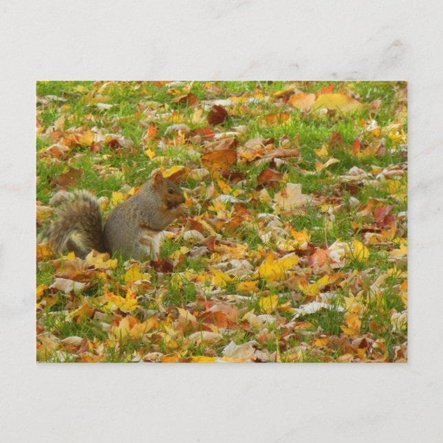 Carte Postale Écureuil (Devant)