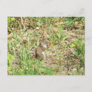 Carte Postale Écureuil