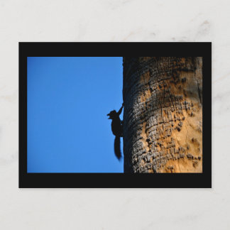 Carte Postale Écureuil