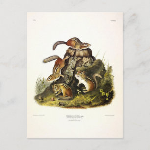 Carte Postale Écureuil à écorce ( Chipmunk oriental ) par Audubo