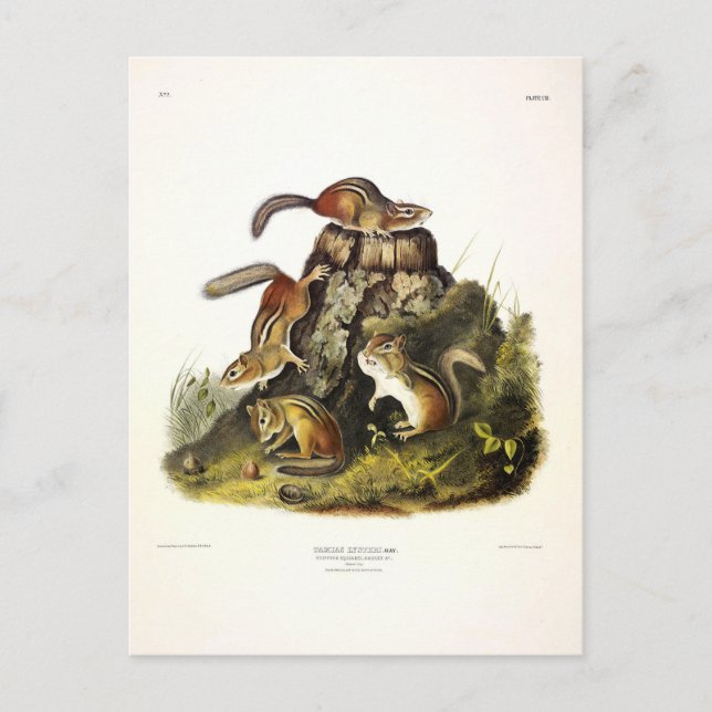 Carte Postale Écureuil à écorce ( Chipmunk oriental ) par Audubo (Devant)