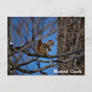 Carte Postale Écureuil à Montréal