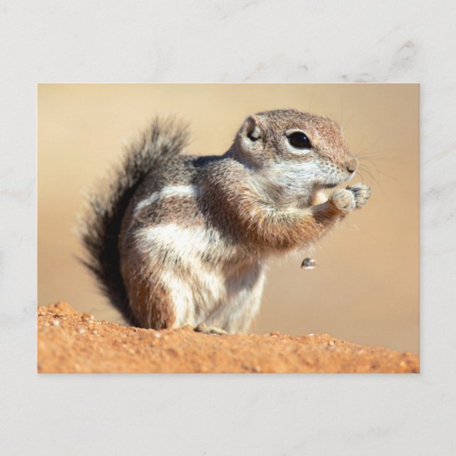 Carte Postale écureuil antilope de Harris (Ammospermophilus) (Devant)