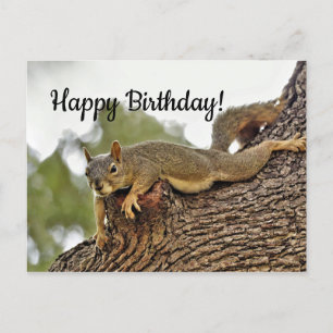 Carte Postale Écureuil couché dans un arbre pour anniversaire