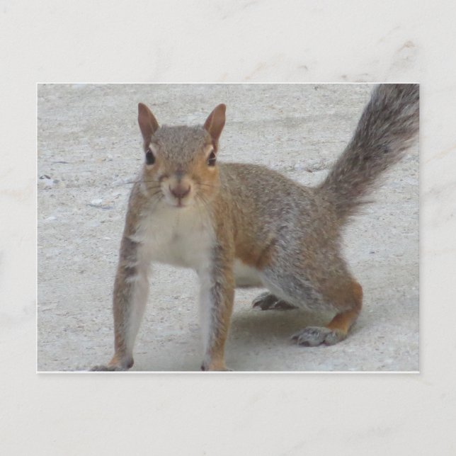 Carte Postale Écureuil curieux (Devant)