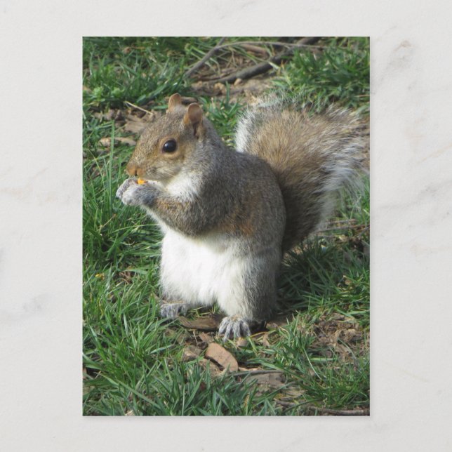 Carte Postale Écureuil d'alimentation (Devant)