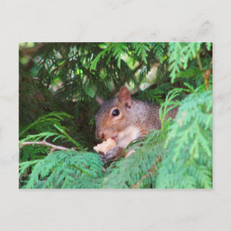 Carte Postale Écureuil dans l'arbre
